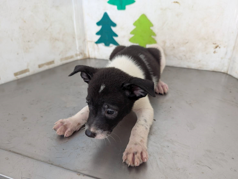 高雄市燕巢動物保護關愛園區,編號:424768, 混種犬          