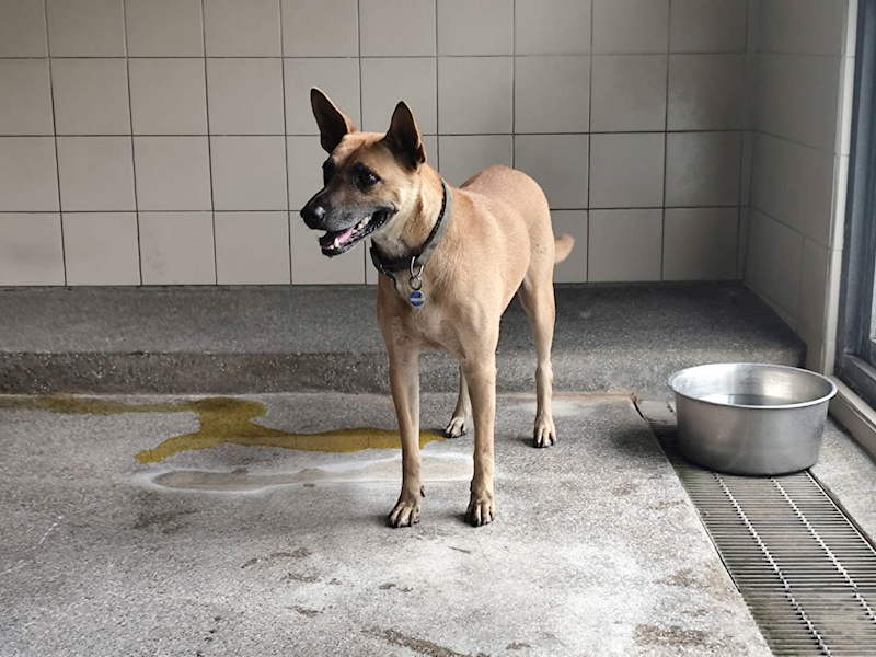 高雄市燕巢動物保護關愛園區,編號:422096, 混種犬          