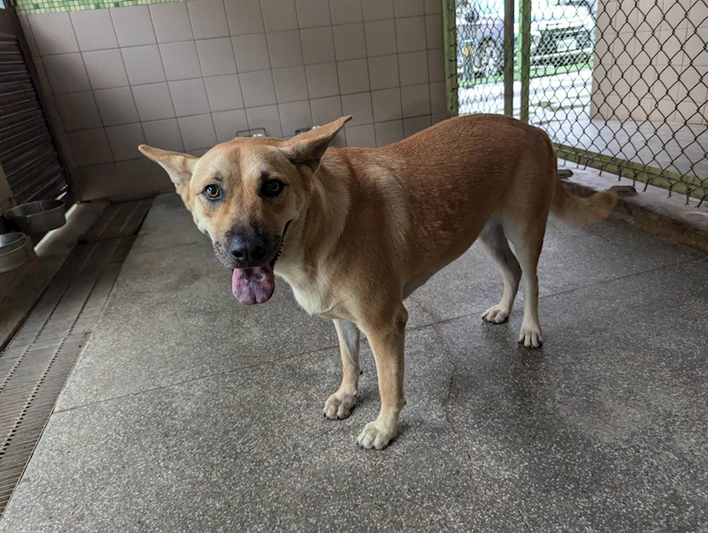 高雄市燕巢動物保護關愛園區,編號:424759, 混種犬          