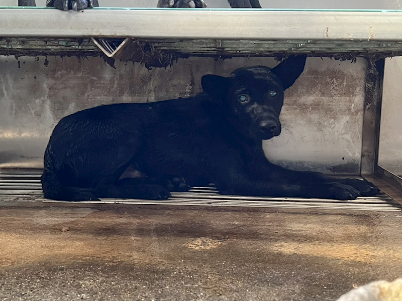 彰化縣流浪狗中途之家,編號:404020, 混種犬          