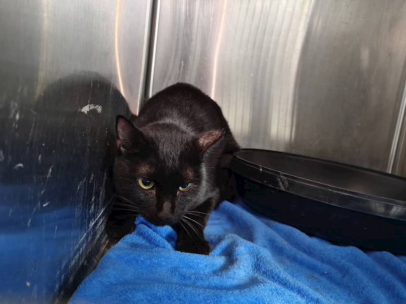 臺北市動物之家,編號:400304, 混種貓                 