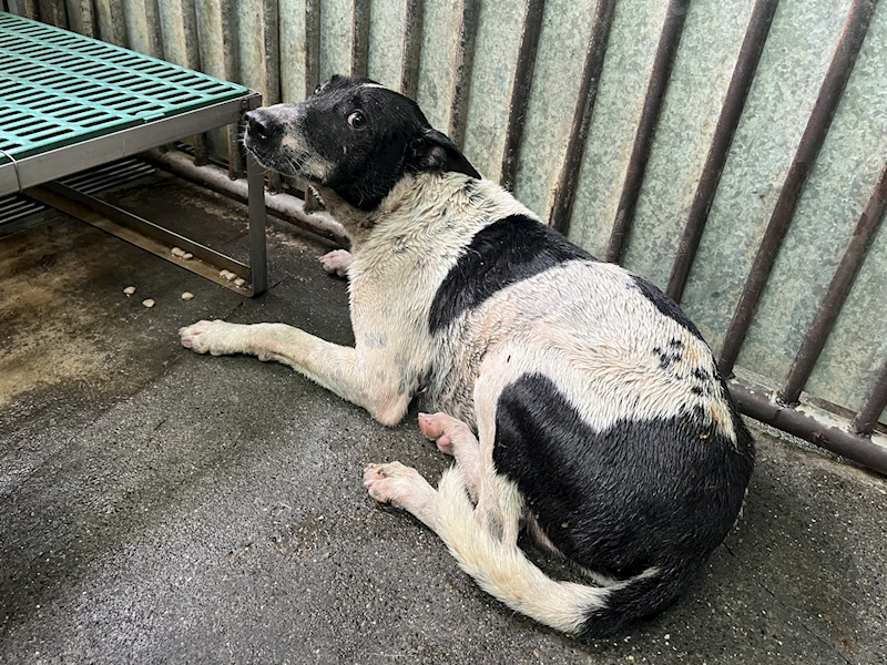 彰化縣流浪狗中途之家,編號:409548, 混種犬          