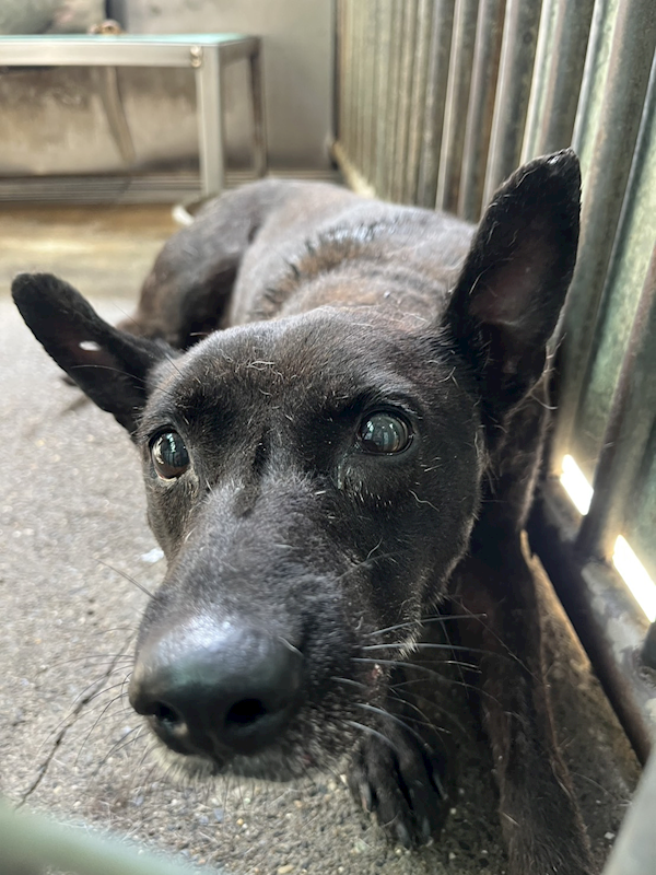 彰化縣流浪狗中途之家,編號:409990, 混種犬          