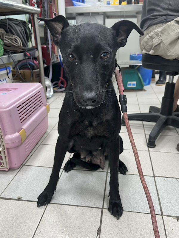 彰化縣流浪狗中途之家,編號:414438, 混種犬          