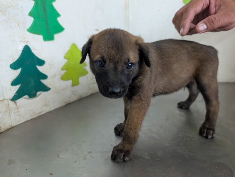 高雄市燕巢動物保護關愛園區,編號:424744, 混種犬          