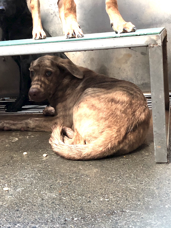 彰化縣流浪狗中途之家,編號:386300, 混種犬          