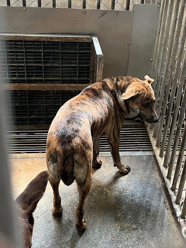 彰化縣流浪狗中途之家,編號:415463, 混種犬          