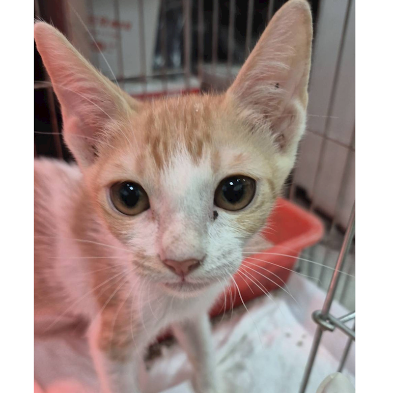 新北市八里區公立動物之家,編號:416976, 混種貓                 