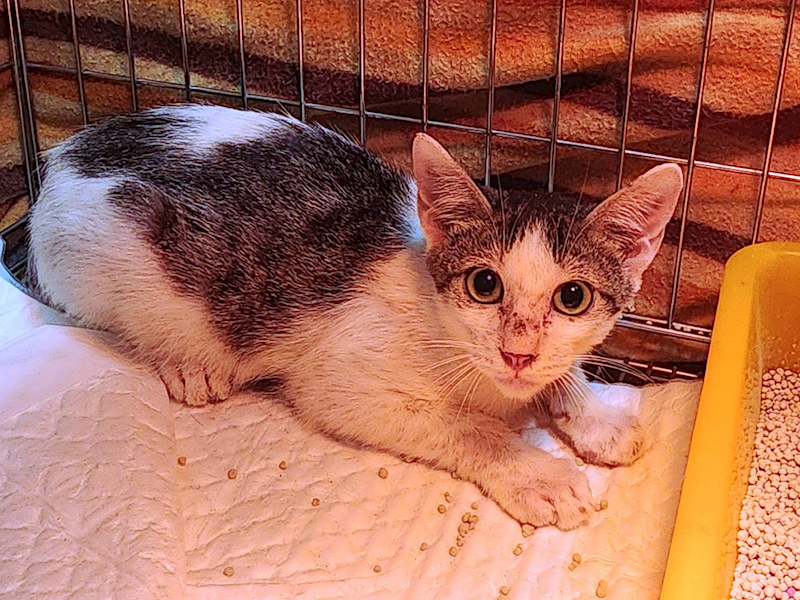 新北市八里區公立動物之家,編號:424724, 混種貓                 