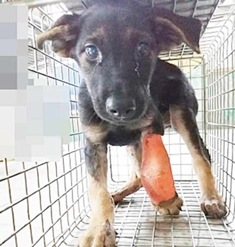 臺中市動物之家南屯園區,編號:413984, 混種犬          