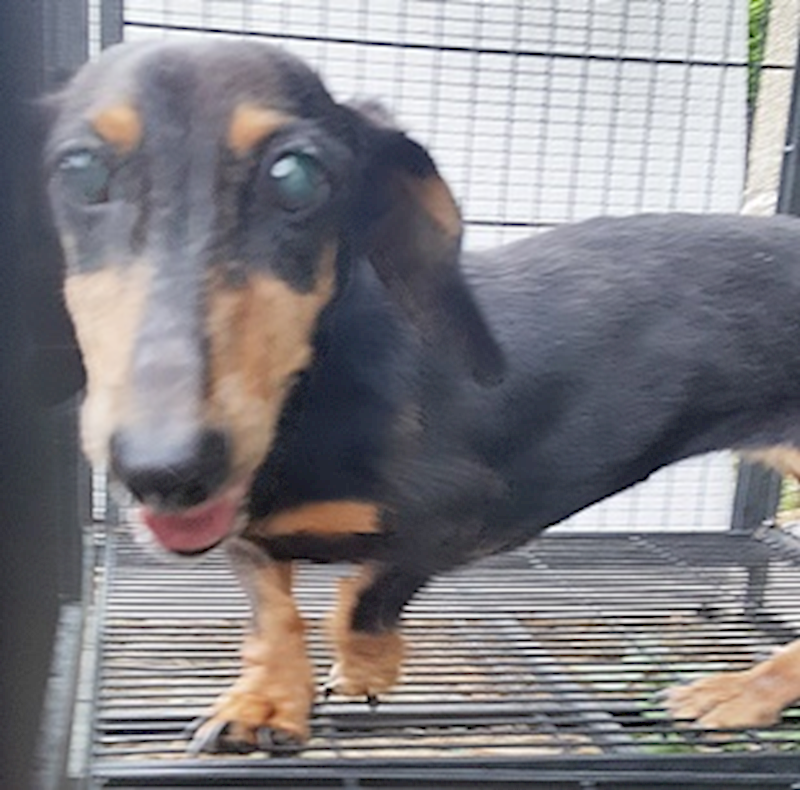 臺中市動物之家南屯園區,編號:415512, 臘腸犬