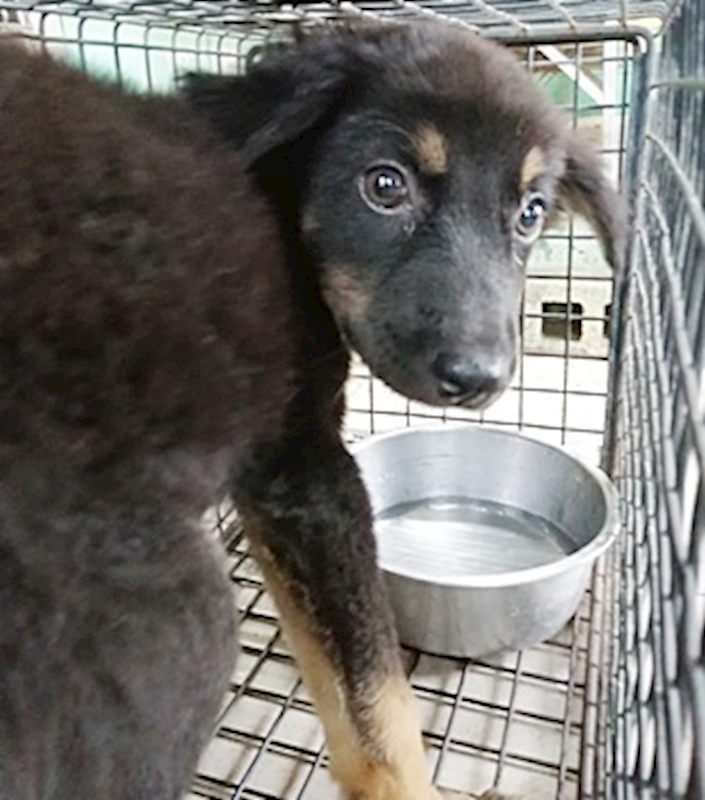 臺中市動物之家南屯園區,編號:416942, 混種犬          