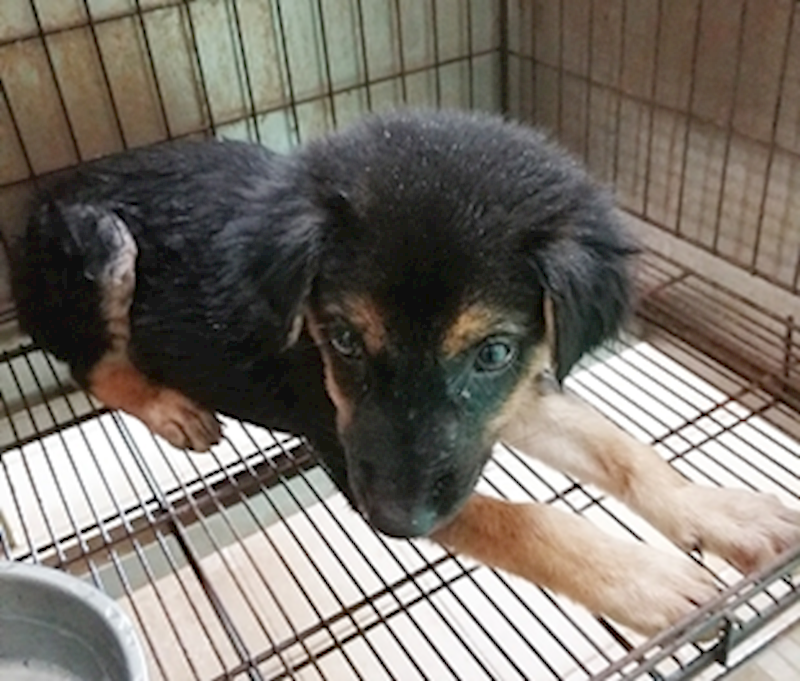 臺中市動物之家南屯園區,編號:417147, 混種犬          