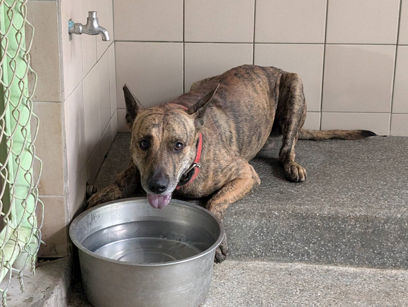 高雄市燕巢動物保護關愛園區,編號:421825, 混種犬          