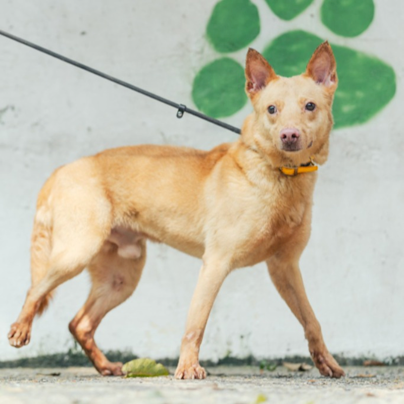 新北市五股區公立動物之家,編號:268424, 混種犬          