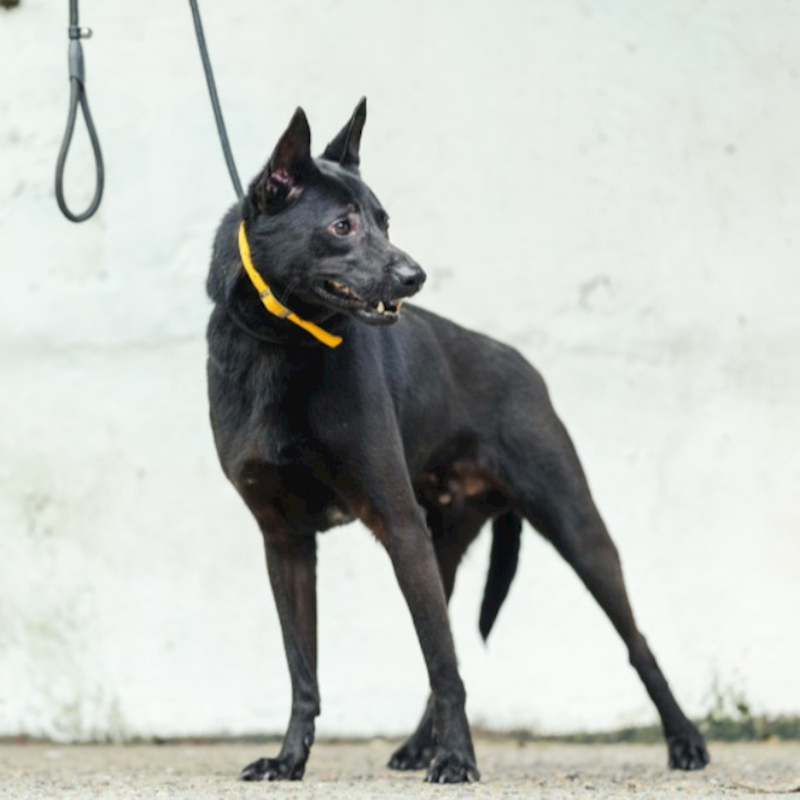 新北市五股區公立動物之家,編號:167851, 混種犬          