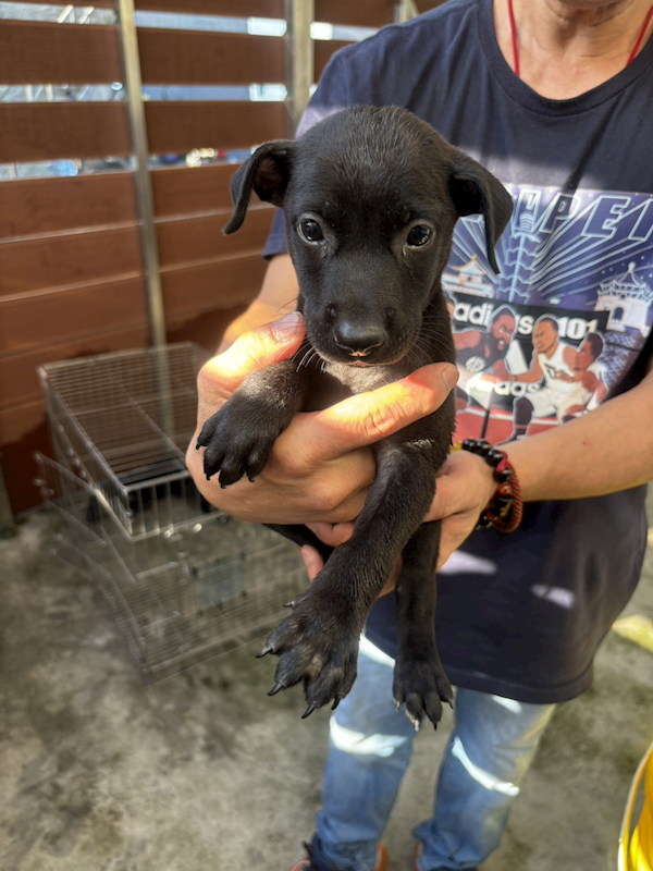 新北市五股區公立動物之家,編號:422323, 混種犬          