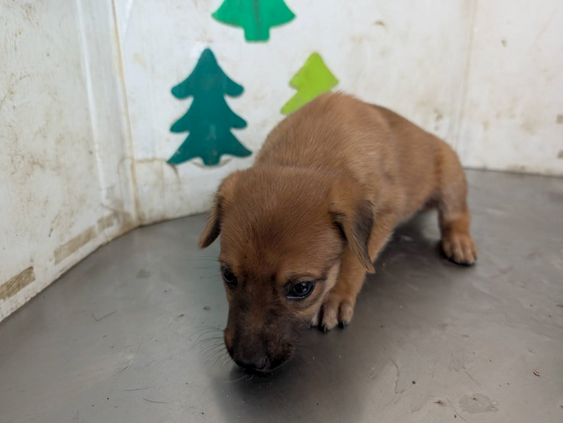 高雄市燕巢動物保護關愛園區,編號:420305, 混種犬          