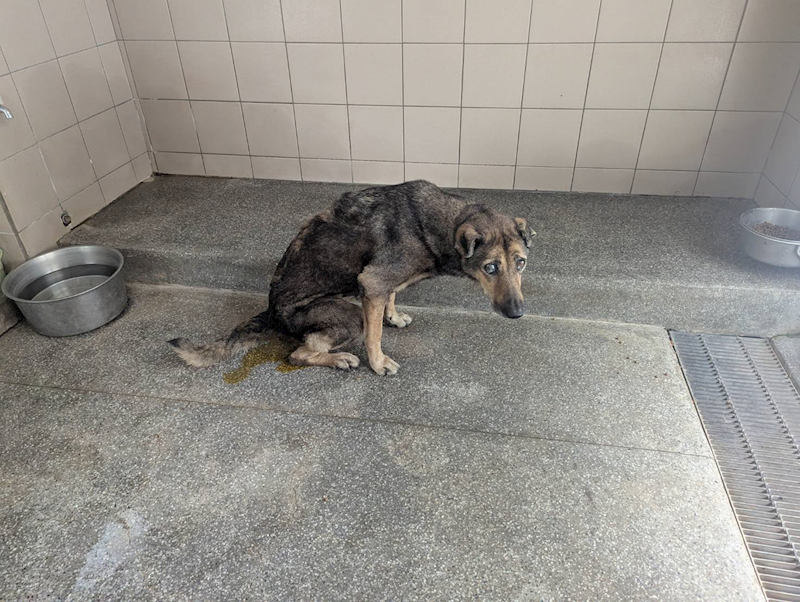 高雄市燕巢動物保護關愛園區,編號:422115, 混種犬          