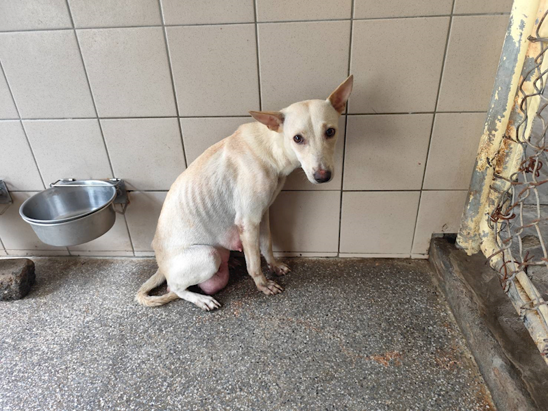 高雄市燕巢動物保護關愛園區,編號:423567, 混種犬          