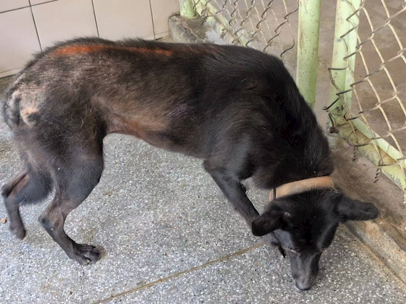 高雄市燕巢動物保護關愛園區,編號:422092, 混種犬          