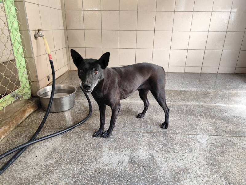 高雄市燕巢動物保護關愛園區,編號:422085, 混種犬          