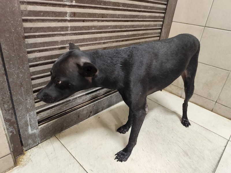 高雄市燕巢動物保護關愛園區,編號:424834, 混種犬          