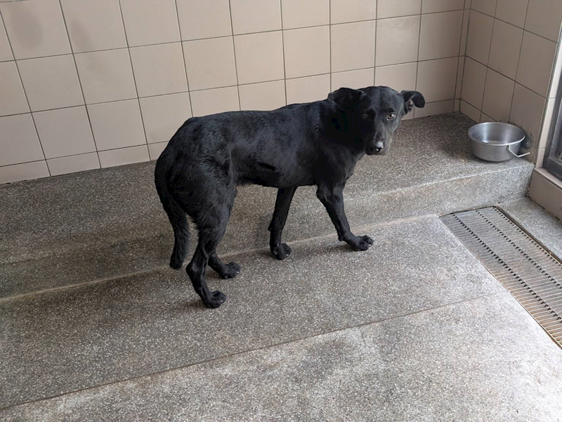 高雄市燕巢動物保護關愛園區,編號:424833, 混種犬          