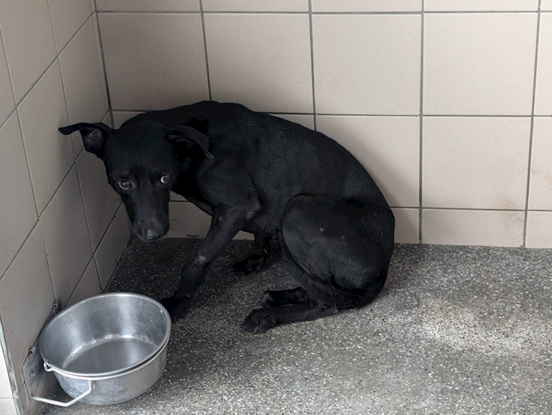 高雄市燕巢動物保護關愛園區,編號:424832, 混種犬          