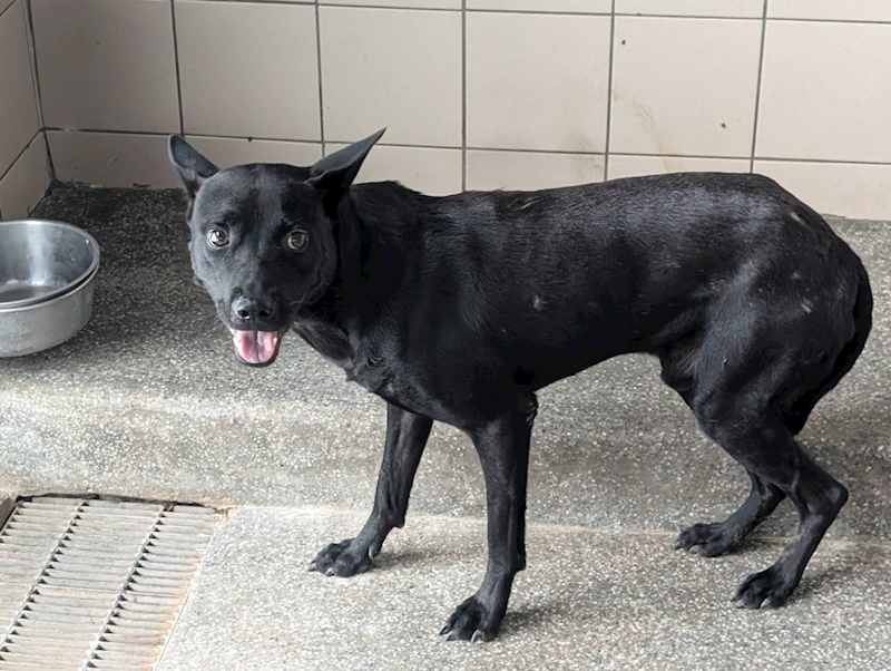 高雄市燕巢動物保護關愛園區,編號:424831, 混種犬          