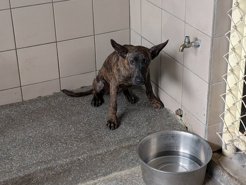 高雄市燕巢動物保護關愛園區,編號:424830, 混種犬          