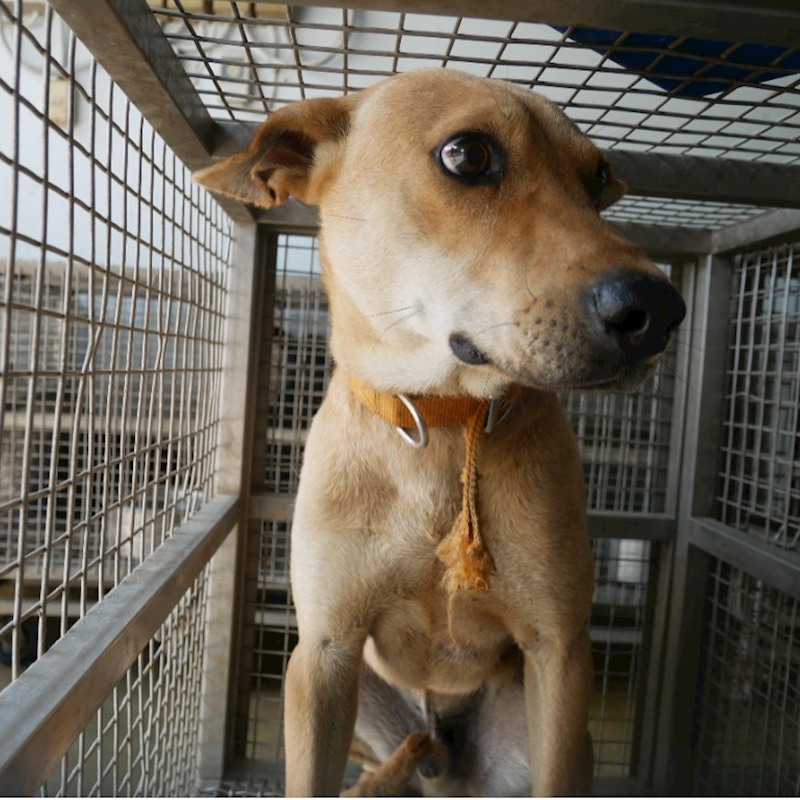 臺南市動物之家善化站,編號:299313, 混種犬          