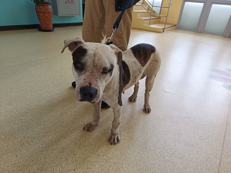 新竹市動物保護教育園區,編號:396161, 比特犬