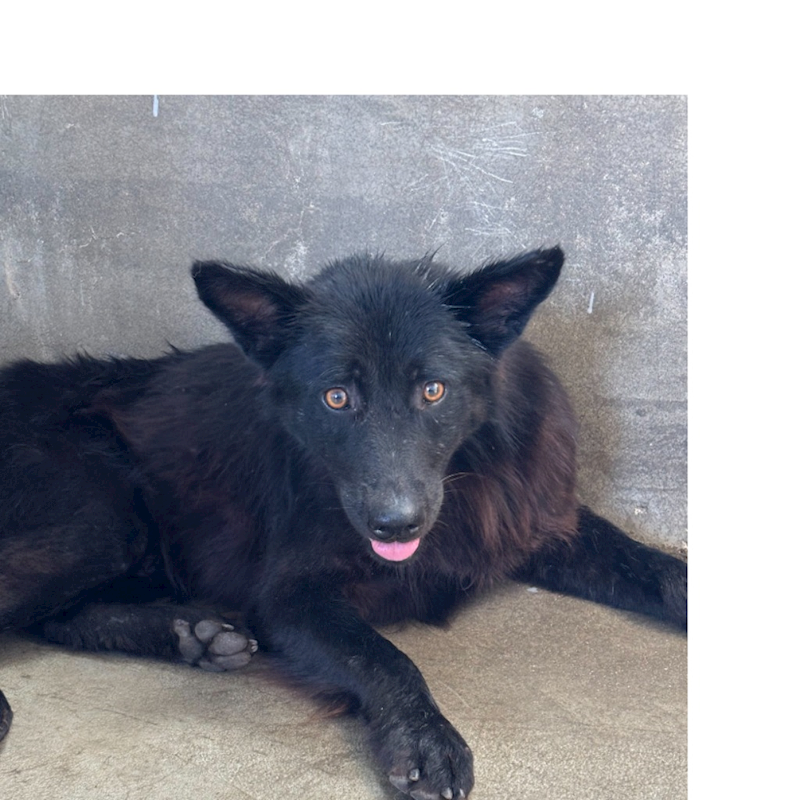 澎湖縣流浪動物收容中心,編號:417746, 混種犬          