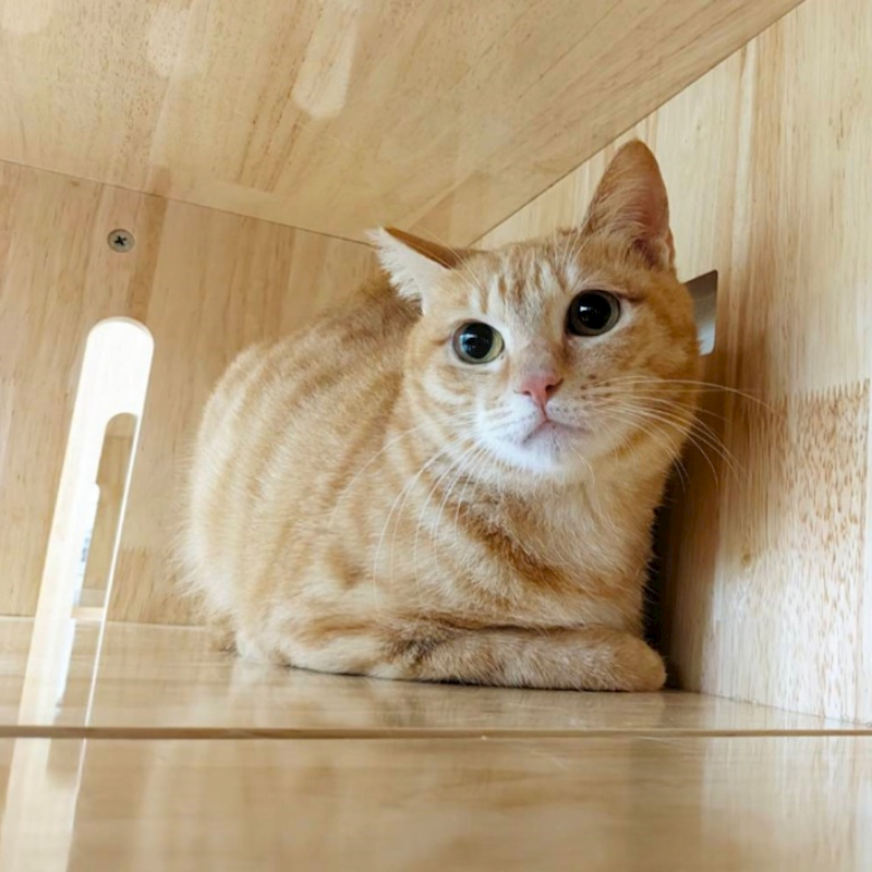 新竹縣動物保護教育園區,編號:384832, 混種貓                 