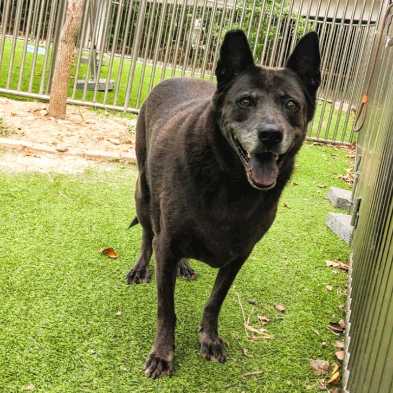 新竹縣動物保護教育園區,編號:324704, 混種犬          