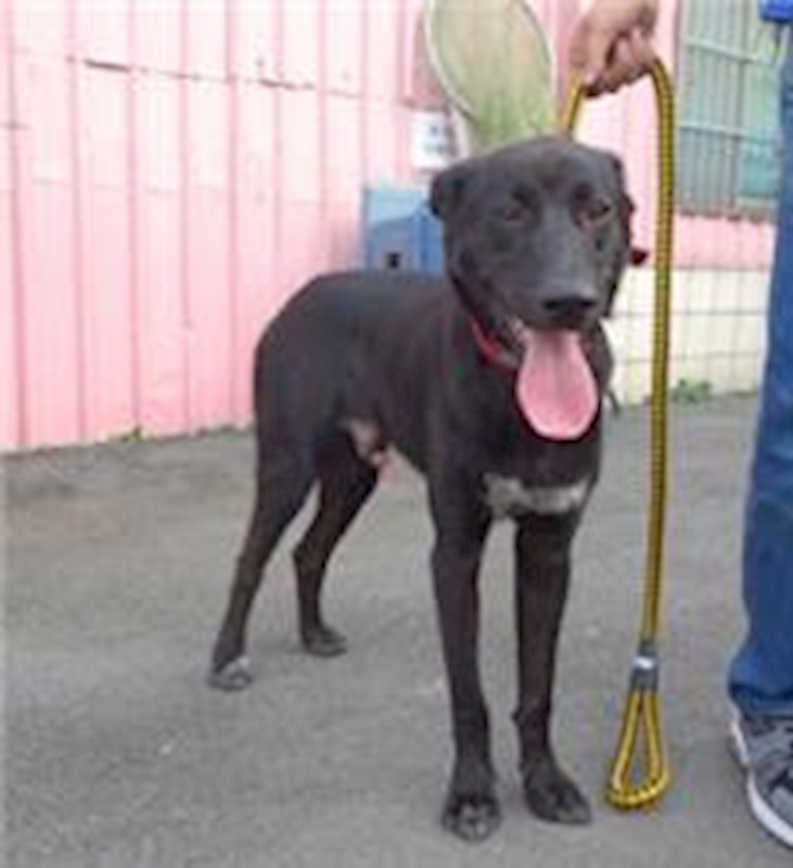 新北市板橋區公立動物之家,編號:35375, 混種犬          