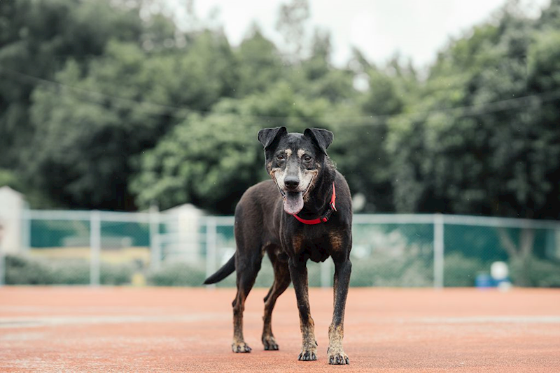 新北市板橋區公立動物之家,編號:35406, 混種犬          