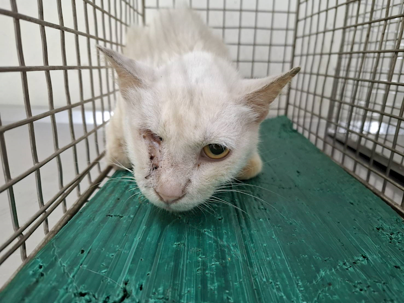 臺北市動物之家,編號:406528, 混種貓                 