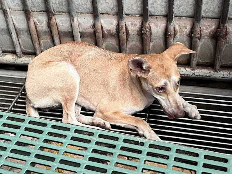 彰化縣流浪狗中途之家,編號:424935, 混種犬          