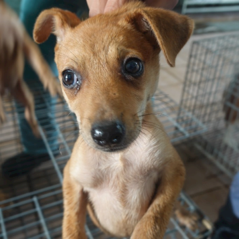 臺南市動物之家灣裡站,編號:422485, 混種犬          