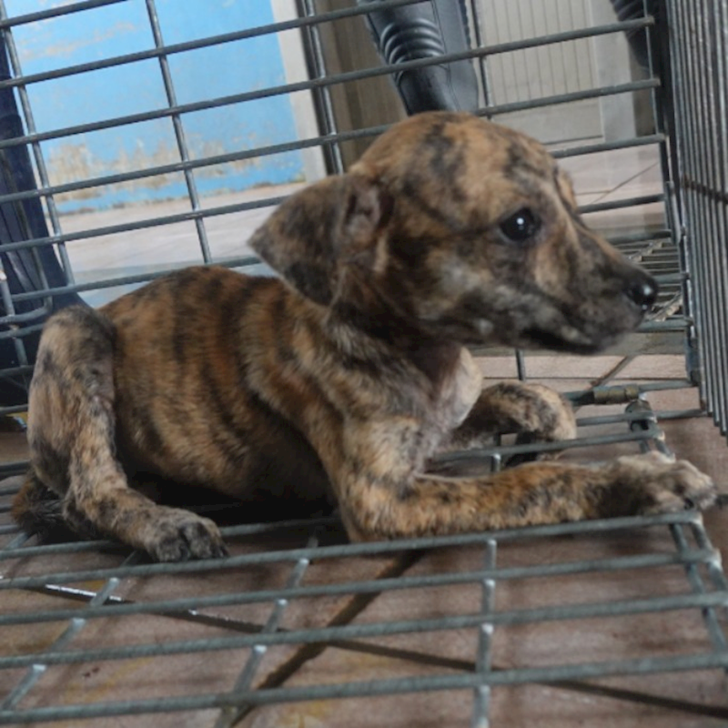 臺南市動物之家灣裡站,編號:422487, 混種犬          