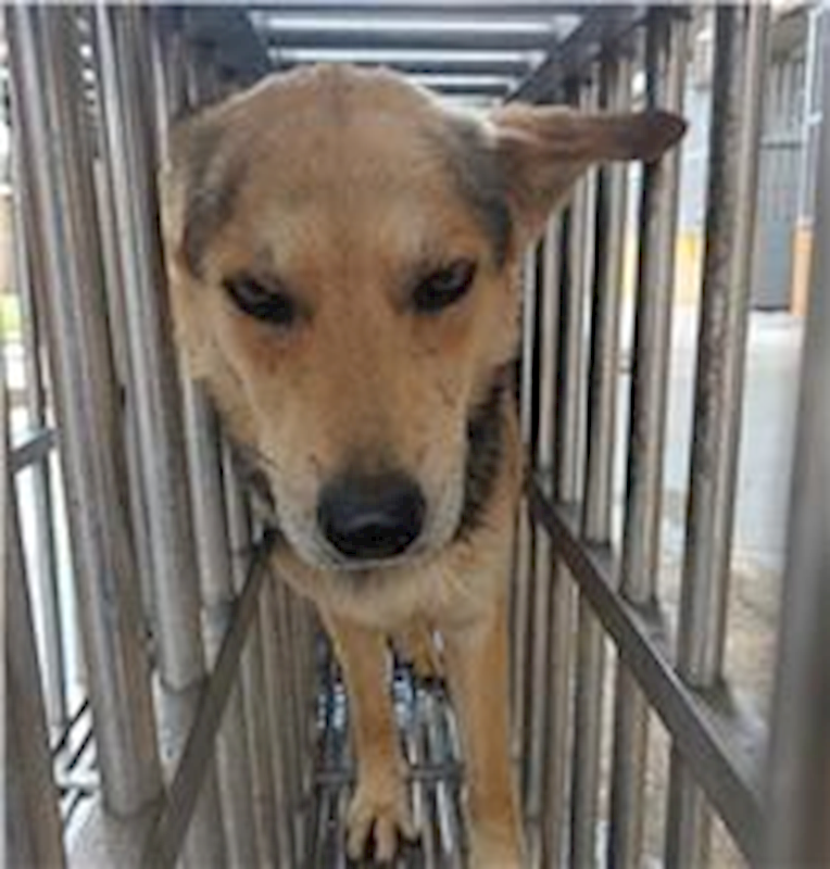 澎湖縣流浪動物收容中心,編號:251093, 混種犬          