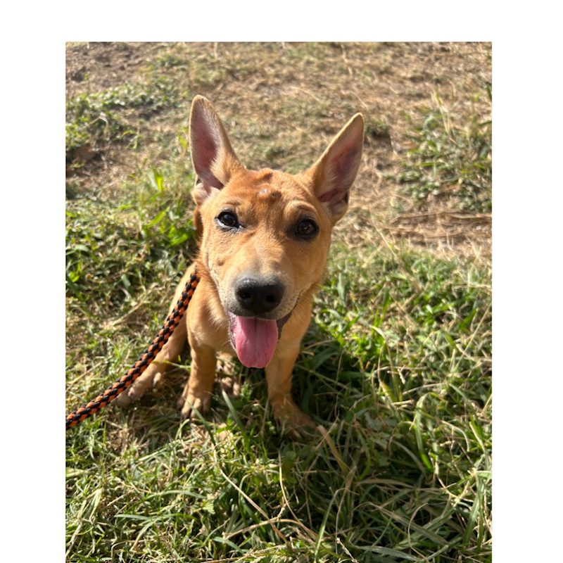 澎湖縣流浪動物收容中心,編號:334944, 混種犬          