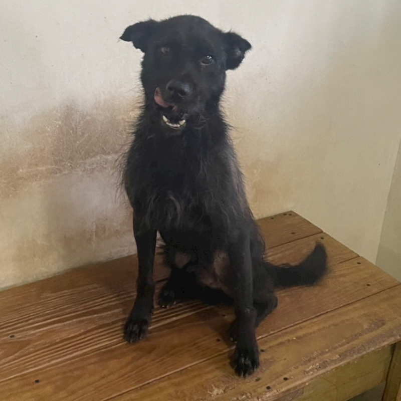 澎湖縣流浪動物收容中心,編號:341059, 混種犬          