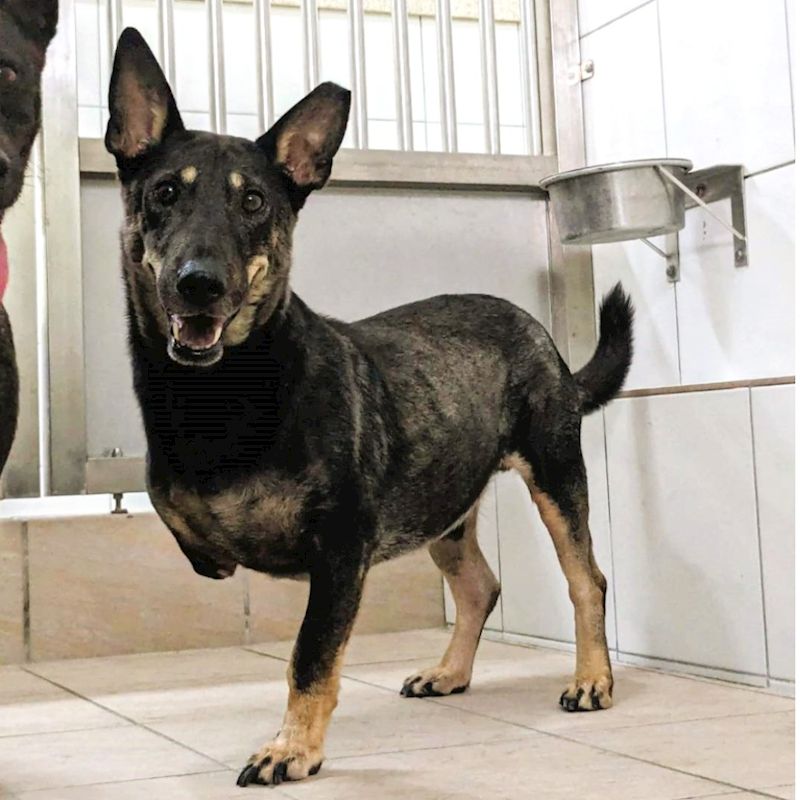 新竹縣動物保護教育園區,編號:311470, 混種犬          