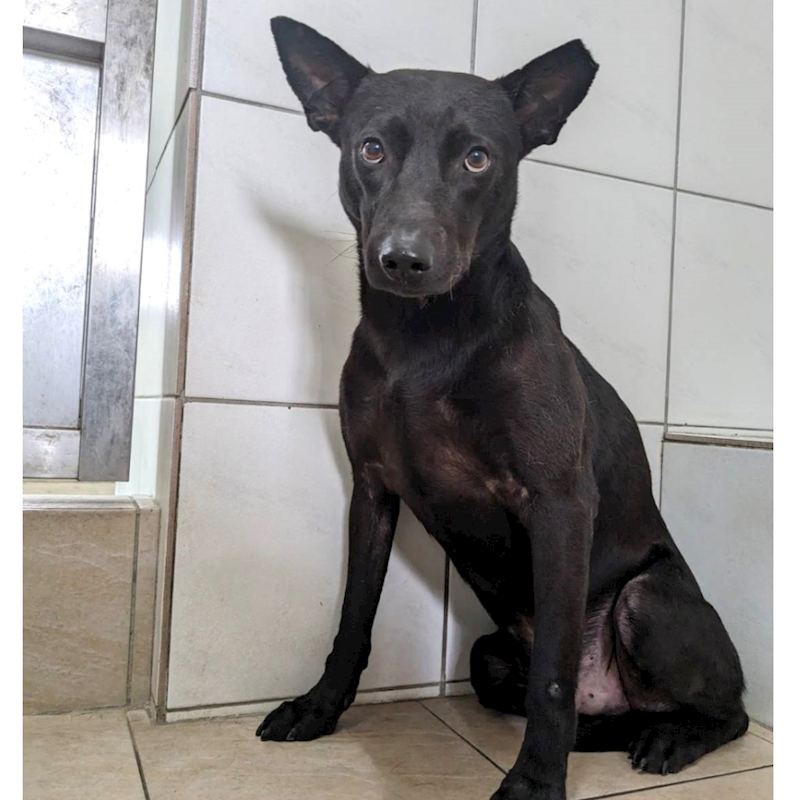 新竹縣動物保護教育園區,編號:339720, 混種犬          