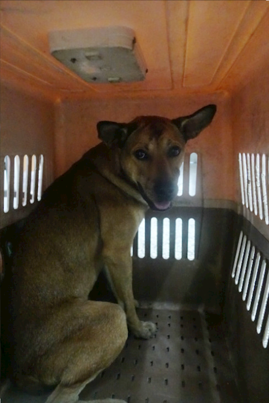 宜蘭縣流浪動物中途之家,編號:424920, 混種犬          