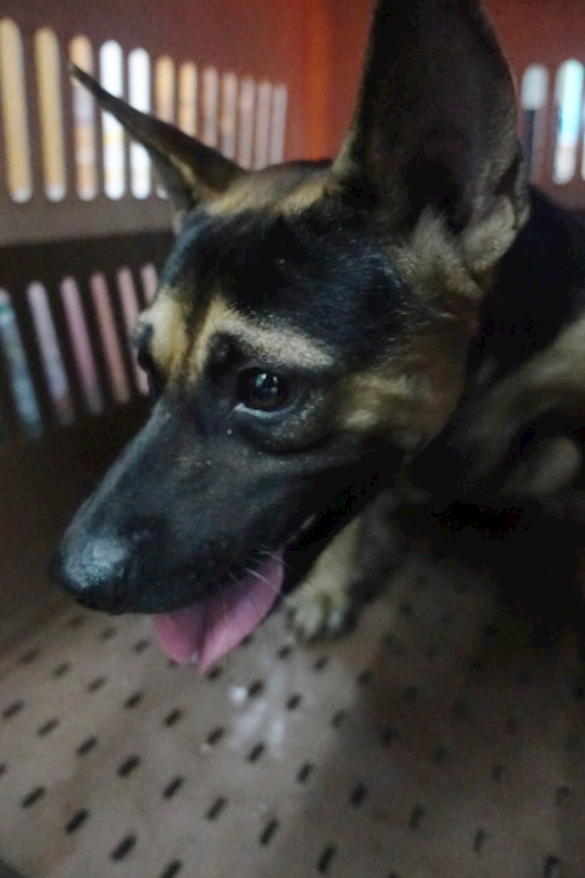 宜蘭縣流浪動物中途之家,編號:424919, 混種犬          