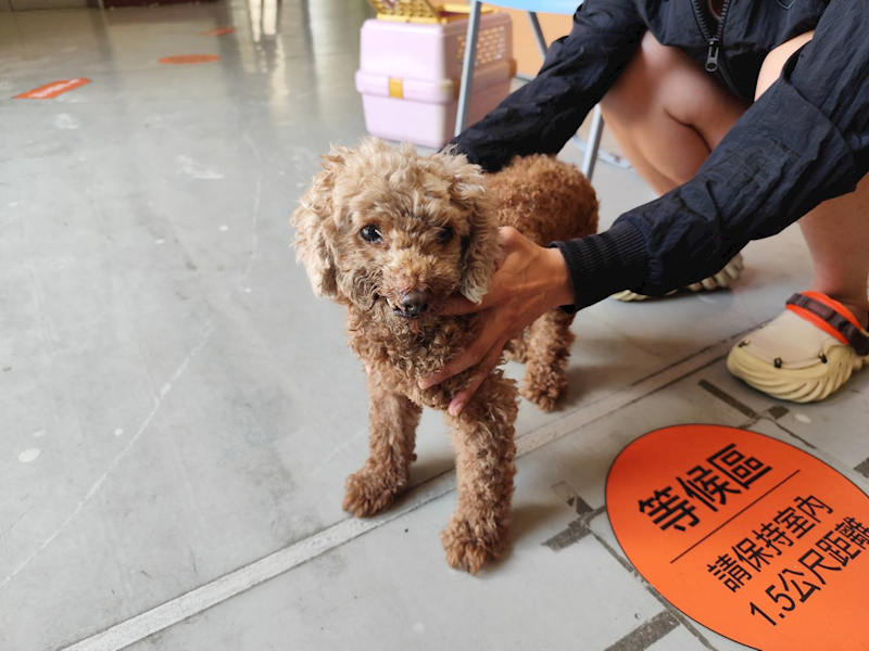 高雄市燕巢動物保護關愛園區,編號:424918, 貴賓犬        
